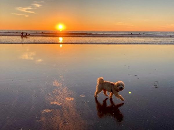 A beach at sunset with calm waves, a small dog near the water&rsquo;s edge, mirroring reflections on the wet sand, serene and warm.