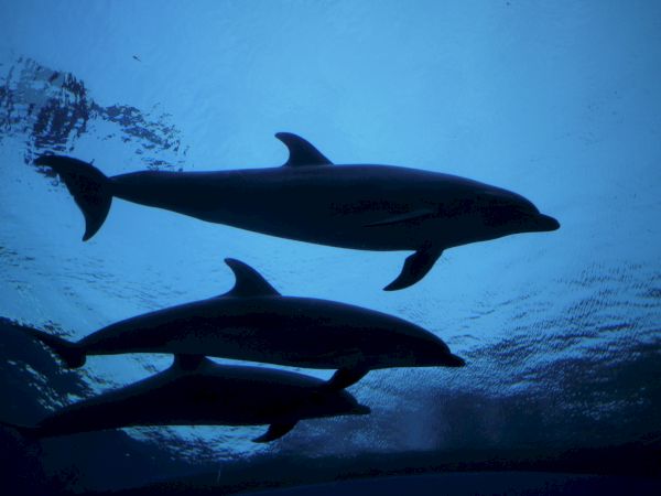 Three dolphins swim underwater silhouettes against a bright blue sea, gliding gracefully in a tranquil pod.
