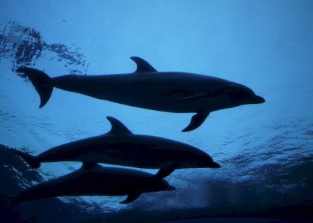 A pod of dolphins swimming underwater, silhouettes against blue water.